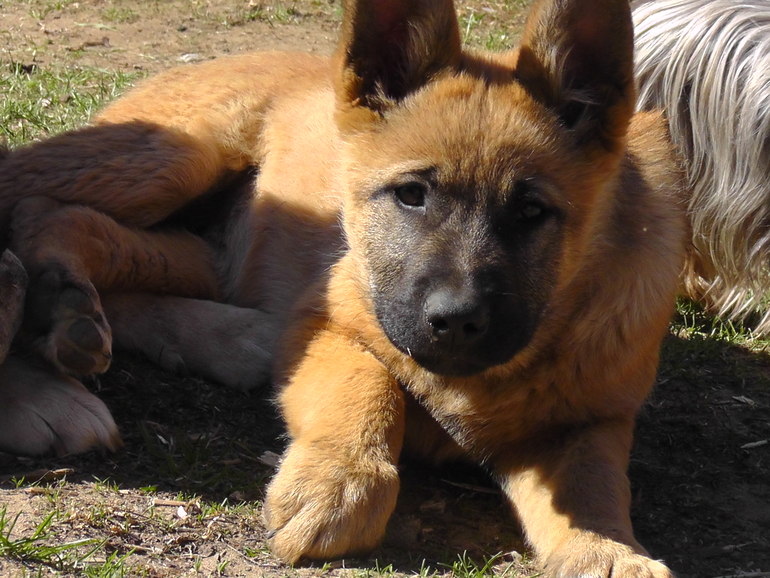 Угадай породу))