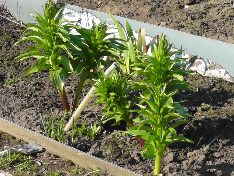 Ах, весна!!!!! Все просыпается...