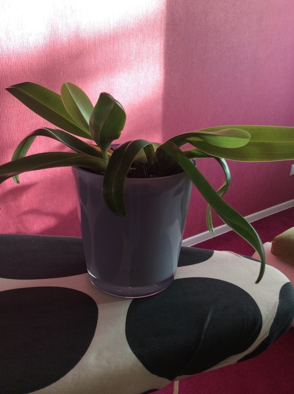 Что это за орхидея?