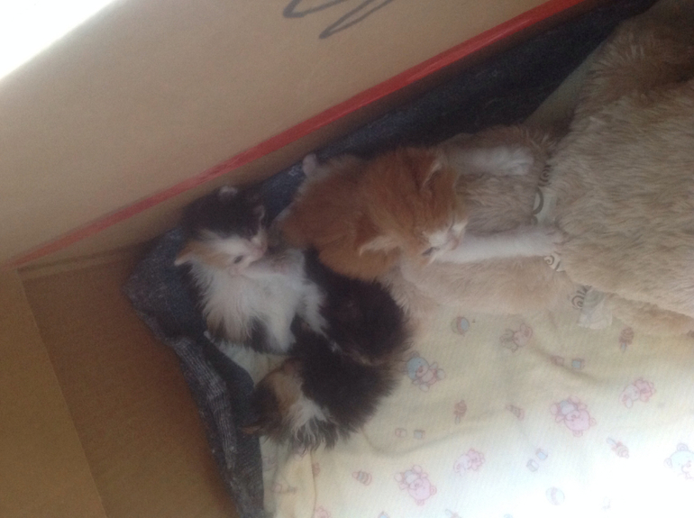 Ждут хозяев!!!