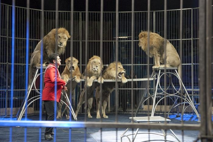 Елка , цирк огромных зверей в сокольниках