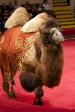 Елка , цирк огромных зверей в сокольниках