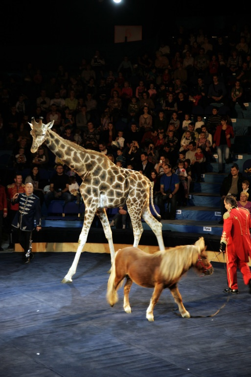 Елка , цирк огромных зверей в сокольниках