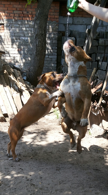 Моя прелесть))