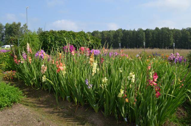Продам участок 8 соток в экологически чистом районе,70 км от МКАД,ЦЕНА 300 000 руб.торг,89268124478 Вита.