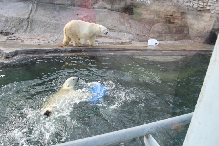 8 марта в ЗОО!