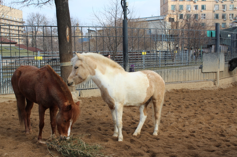 8 марта в ЗОО!