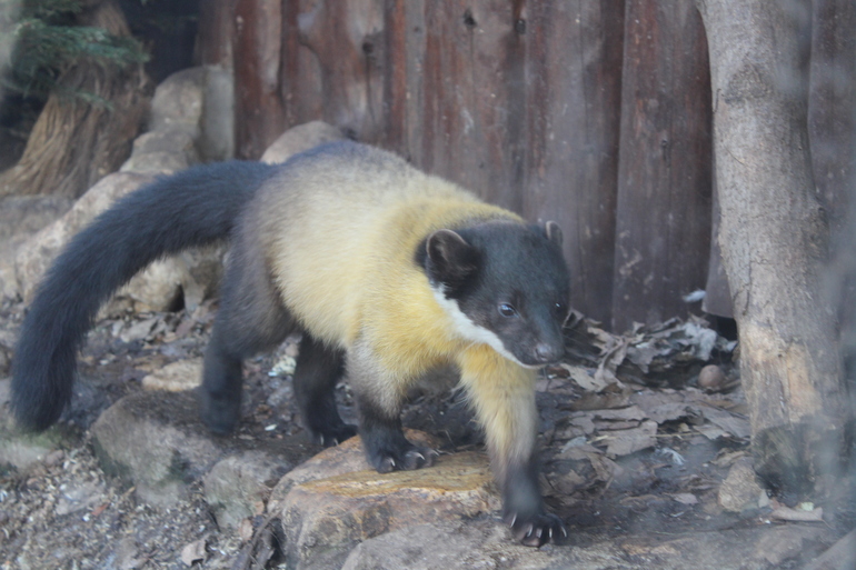 8 марта в ЗОО!