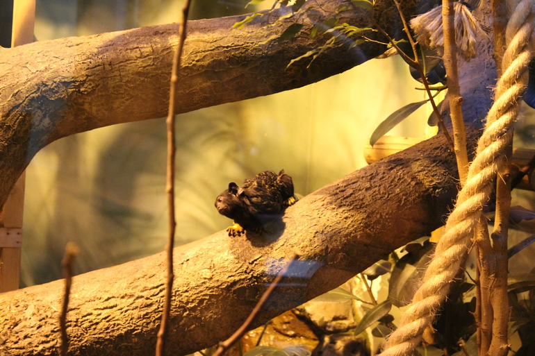 8 марта в ЗОО!