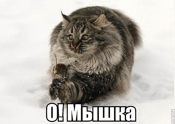 Котя)))