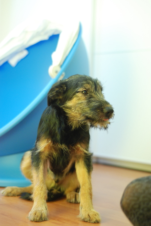 Забавный Плуто ищет дом!