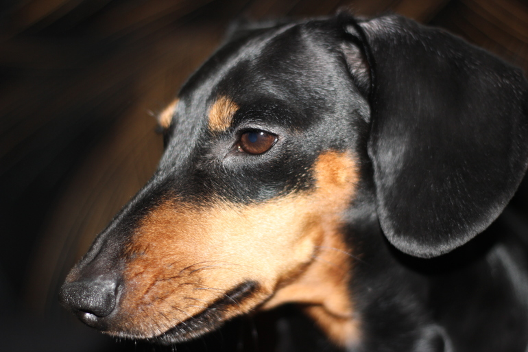 Наша любимка!