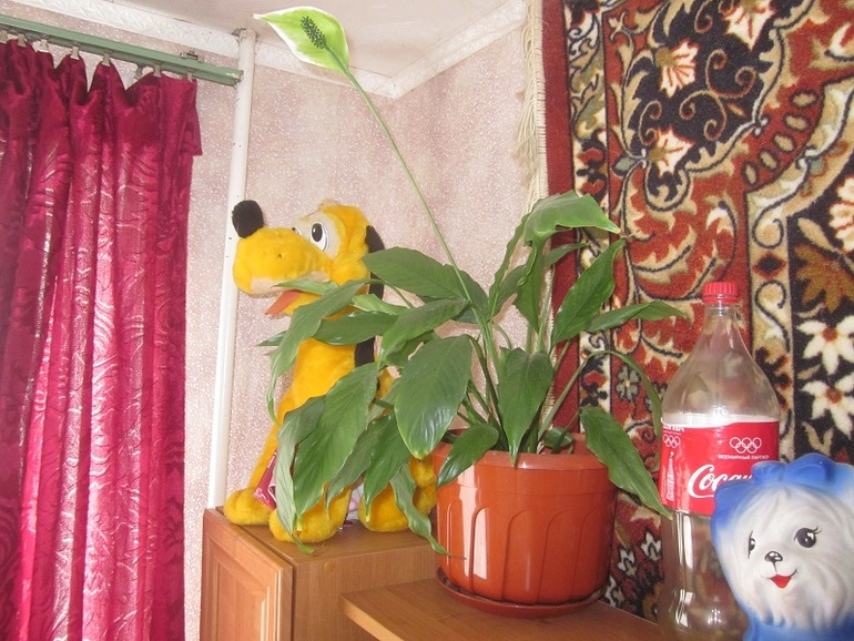 Мои цветочки:)