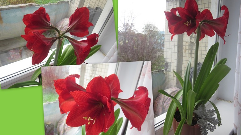 Мои цветочки:)