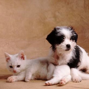 Кошка усыновила щенка