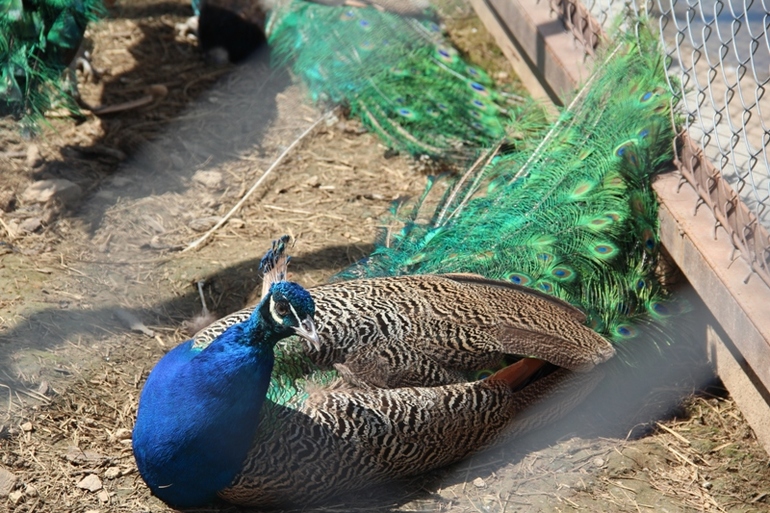 Экзотик парк. Поход с детьми строго ОБЯЗАТЕЛЕН!