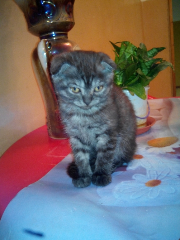 и мы растем) Тиффани!