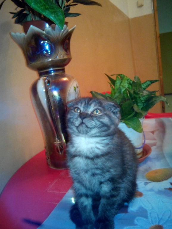 и мы растем) Тиффани!