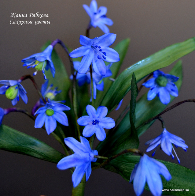 Пролеска (Сцилла)...