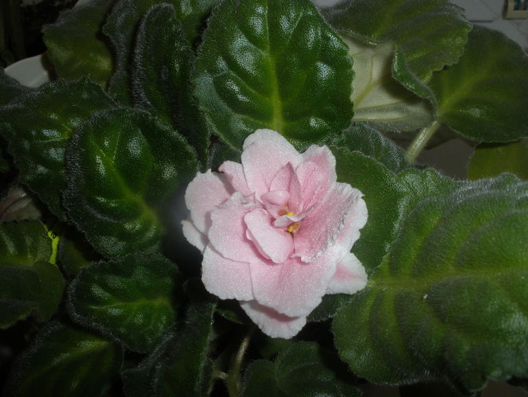 Просто так... хвастаюсь