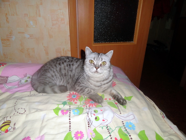 Мои любимчики