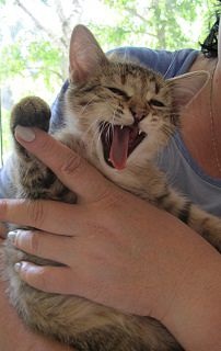 Помогите найти дом котятам!