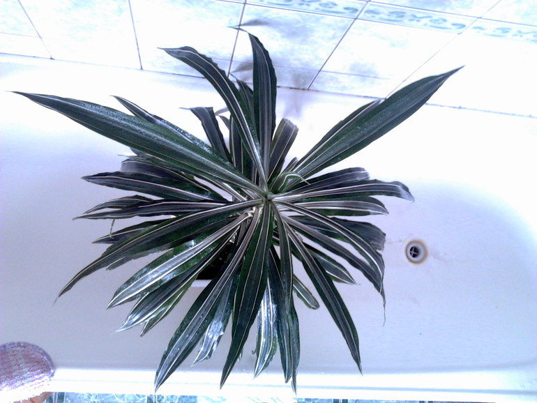 Что за цвет?