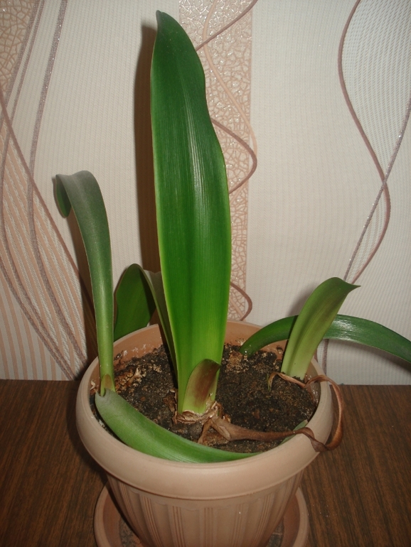 Что за растения? Заранее спасибо!