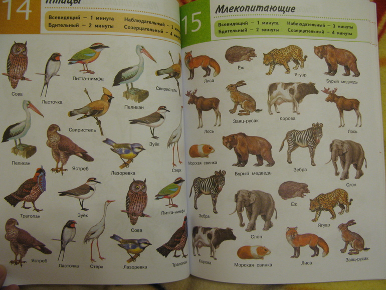 Наши развивалочки