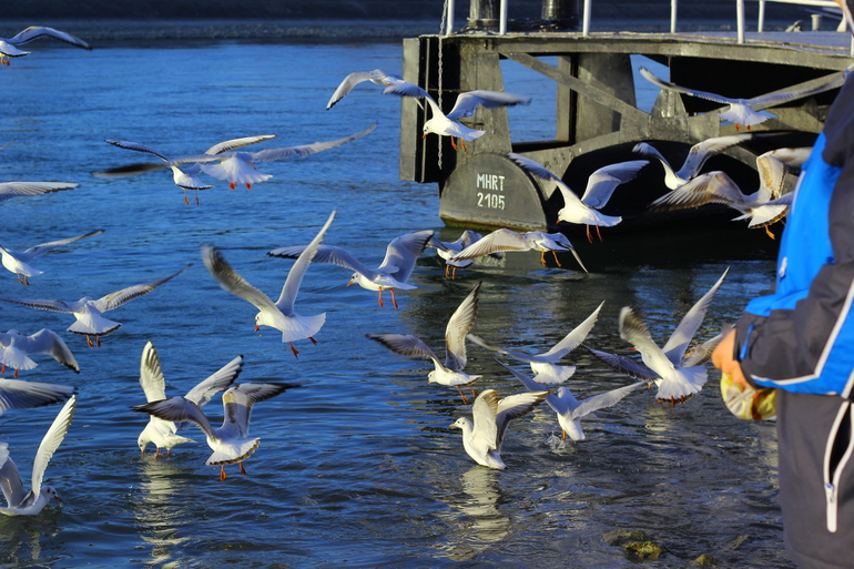 Птички Будапешта)
