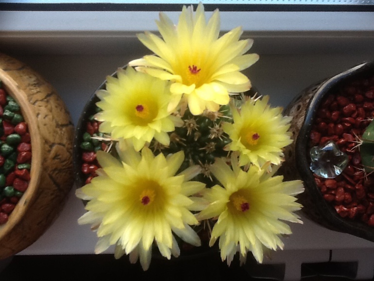 Один зацвел!:)