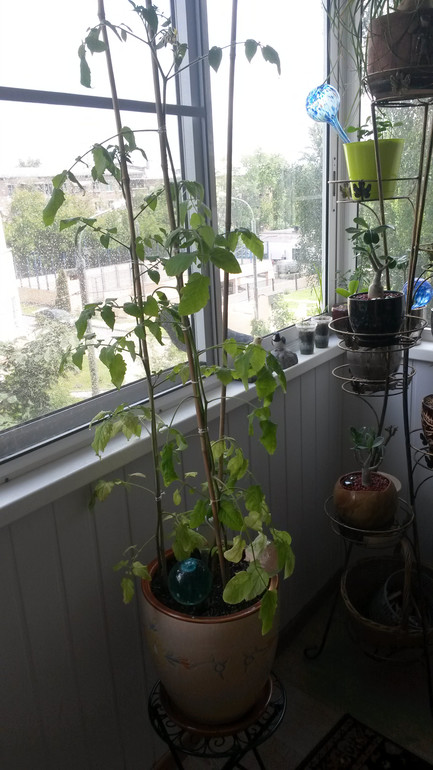 Опять я со своими помидорами))))