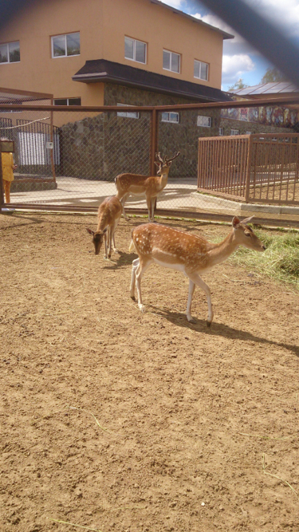Поездка в Экзотик-парк