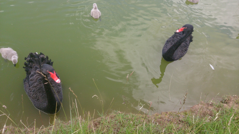 Поездка в Экзотик-парк