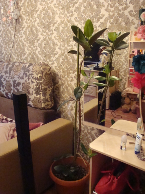 Отдам цветочки в горшка..химки подрезково.