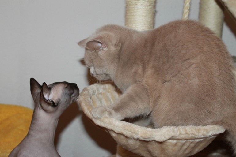 Знакомство.