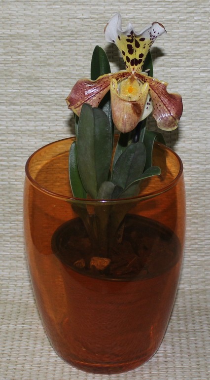 Пафиопедилум американский)