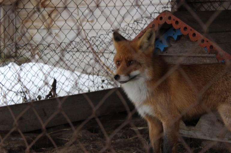 Поездка с классом в Дмитровку )  и школьная