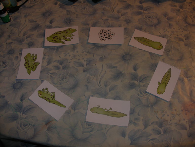 ТД " Как Нарцисс стал королем болот"