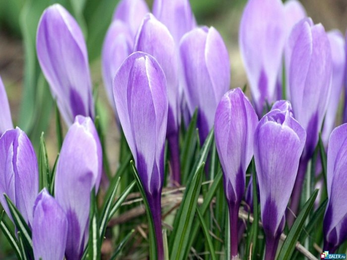 с весной вас