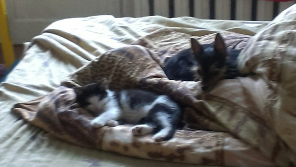 вот такая идиллия дома