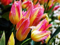 с весной вас