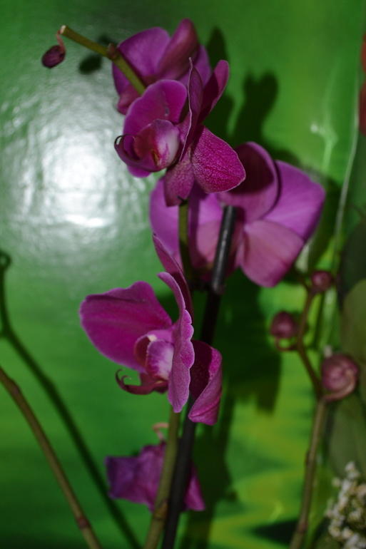 ПОМОГИТЕ!!!!!Празиты в фаленопсисе!!!!