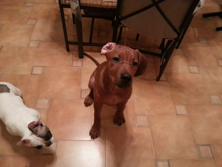 4 месяца Шане