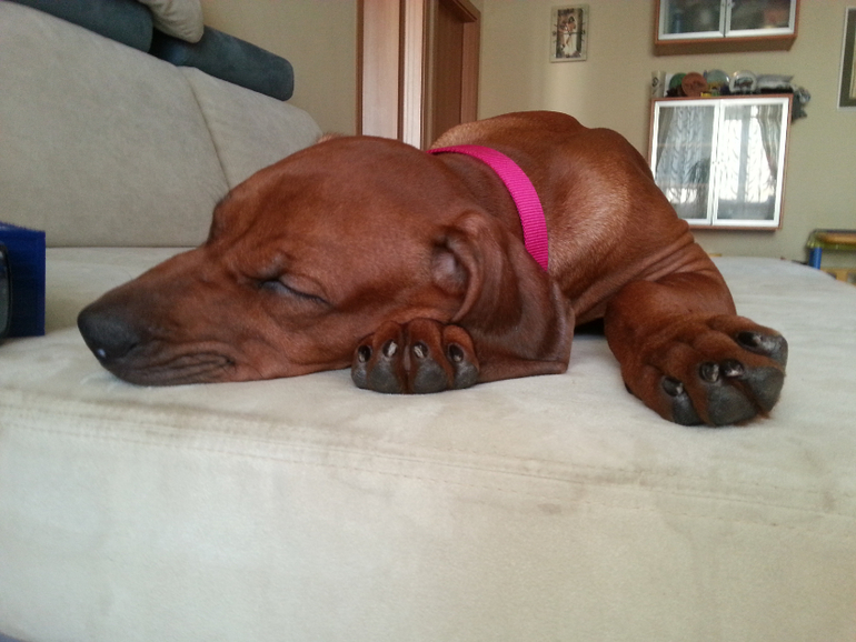 4 месяца Шане