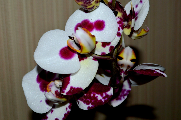 орхидея фаленопсис