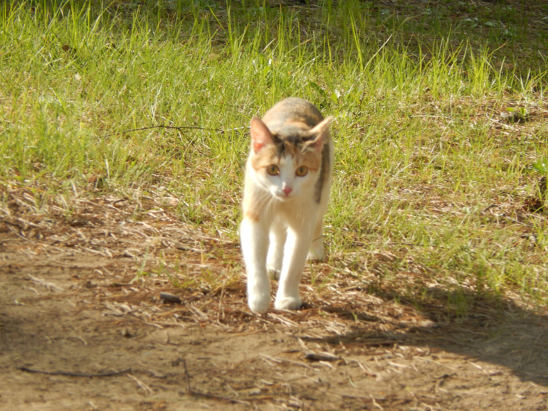 Прогулочный вечер