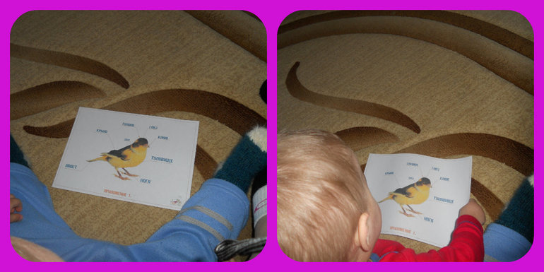 Деньки сов, дятлов и попугаев)))