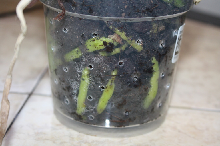 помогите спасти орхидею