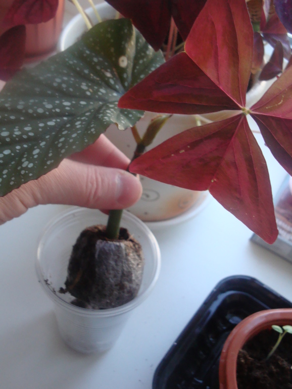 Торфяная таблетка.